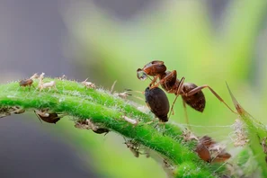 Ameisen verteidigen Blattläuse um sie zu melken | © Andermatt Biogarten AG
