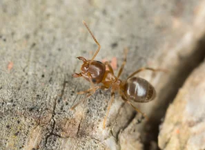 Braune Wegameise - Lasius brunneus | © Andermatt Biogarten AG