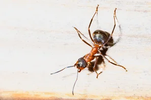 Die Hausameise hält sich gerne zwischen Steinen oder unter Totholz auf | © Andermatt Biogarten AG