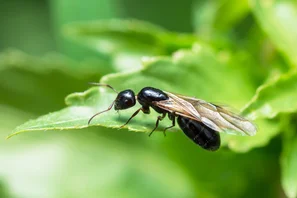 Keine Art sondern ein Fortpflanzungsstadium | © Andermatt Biogarten AG