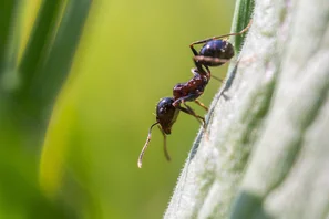 Invasive Art - bildet Superkolonien | © Andermatt Biogarten AG