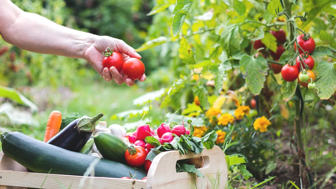 Der praktische Jahres-Aussaatkalender für eine erfolgreiche Ernte im Naschgarten | © Andermatt Biogarten AG