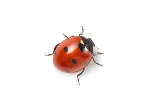 Les insectes utiles sont particulièrement faciles à observer dans les jardins riches en biodiversité et contribuent à la lutte contre les ravageurs. | © Andermatt Biogarten AG