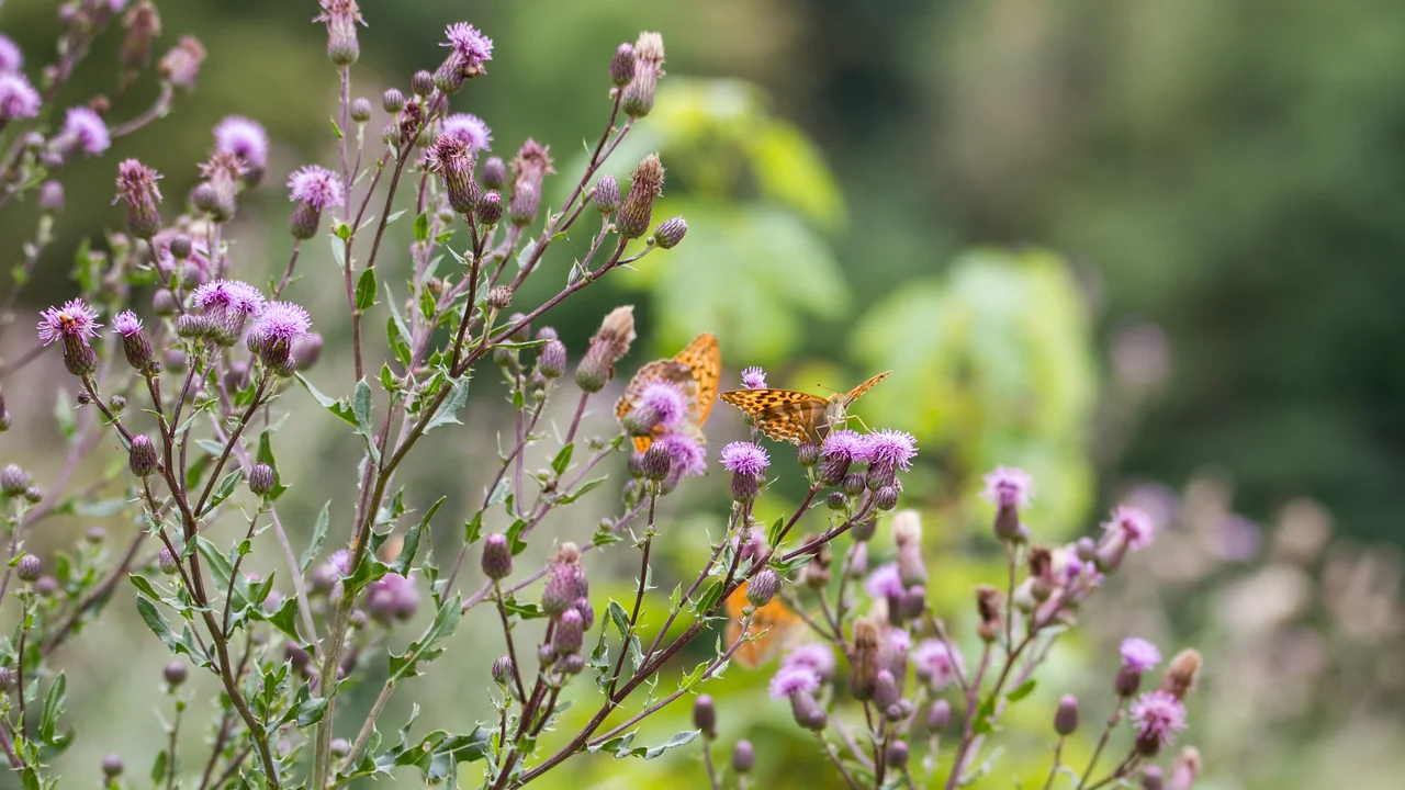 La biodiversité, une source de nourriture précieuse pour les pollinisateurs dans un jardin naturel | © Andermatt Biogarten AG