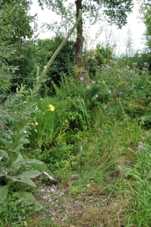 Nachtaktive Insekten brauchen ein Blütenangebot, welches sich in der Dämmerung oder Nacht öffnet. | © Andermatt Biogarten AG