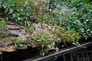 Wer auch ungewohnte Orte der Natur überlässt, schafft automatisch mehr Biodiversitätsfläche. | © Andermatt Biogarten AG