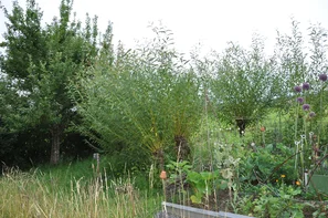 Wilder Fenchel sowie verschiedene Weidenpflanzen sind wichtige Raupenpflanzen und helfen der Schmetterlingspopulation. | © Andermatt Biogarten AG