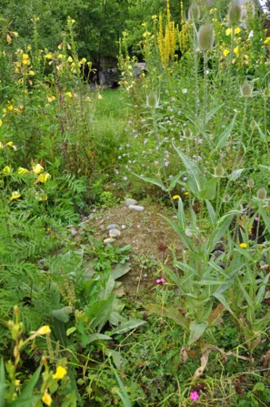 Die Sandlinse braucht eine gewisse Tiefe und ungewaschenen Sand. | © Andermatt Biogarten AG