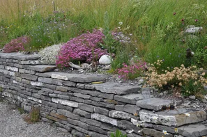Neu angelegte Trockenmauer, gestaltet mit selbst gezogenen Wildstauden | © Andermatt Biogarten AG