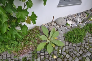 Un chemin naturel en pavés aux joints ouverts, où poussent des herbes et des plantes mellifères, allie fonctionnalité et écologie tout en permettant à l'eau de pluie de s'infiltrer naturellement dans le sol. | © Andermatt Biogarten AG