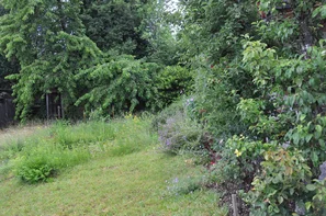 Une prairie riche en espèces, volontairement laissée plus longtemps sans être fauchée, offre un habitat précieux aux abeilles sauvages, aux papillons et à d'autres insectes utiles. À l'arrière-plan, de grands arbres apportent protection, sites de nidification et un microclimat équilibré. | © Andermatt Biogarten AG