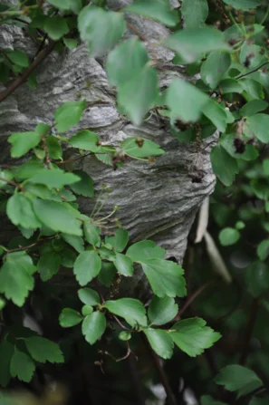 Nur zwei Arten der in der Schweiz vorkommenden Wespen sind lästig, den Grossteil kann man in einer ruhigen Ecke gewähren lassen. | © Andermatt_Biogarten_AG