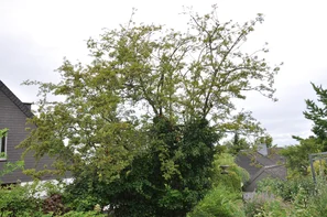 Nicht nur die Dornen des Weissdorn schützen die Vögel vor Katzen, auch der Katzenabwehrgürtel | © Andermatt_Biogarten_AG