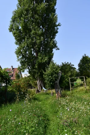 Totholz ist eine der wertvollsten Materialien für Insekten und wird vielseitig verwendet. | © Andermatt Biogarten AG