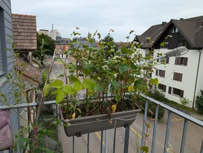 Nicht alles keimt bei Hitze, verschiedenes ausporbieren | © Andermatt Biogarten AG