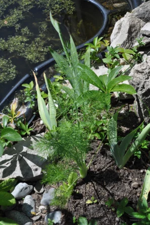Gemüsefenchel zwischen Stauden als Futterpflanze für Schwalbenschwanz-Raupen | © Andermatt Biogarten AG