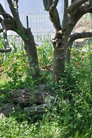 Ruhige Gartenecke mit Totholz in verschiedenen Verrottungsstadien, die wertvolle Lebensräume für Insekten, Pilze und andere Organismen schafft | © Andermatt Biogarten AG