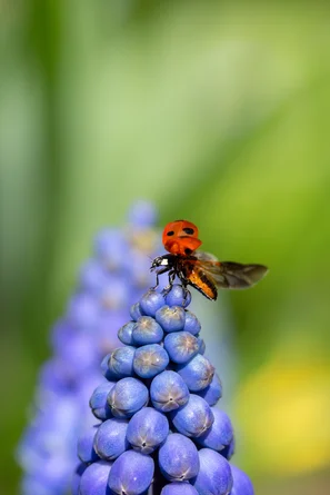 © Andermatt Biogarten AG