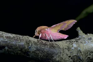 Mittlerer Weinschwärmer (Deilephila elpenor) – ein pink-olivgrüner Nachtfalter – auf einem Ast in der Dunkelheit. | © Andermatt Biogarten AG