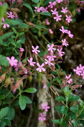 Nachtblühende Staude Seifenkraut mit hellen, duftenden Blüten für Nachtfalter | © Andermatt Biogarten