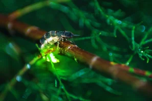 Grün leuchtendes Glühwürmchen im dunklen Gras bei Nacht | © Andermatt Biogarten