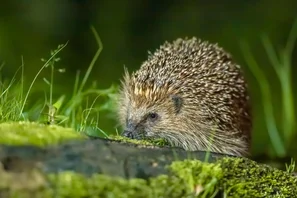 Igel auf nächtlichem Streifzug durch Laub in einem naturnahen Garten | © Andermatt Biogarten