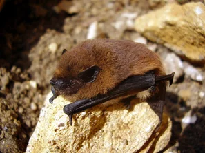 Fledermaus im Flug vor dem Dämmerungshimmel auf Insektenjagd | © Andermatt Biogarten