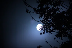 Vollmond leuchtet durch dunkle Zweige in einer klaren Nacht | © Andermatt Biogarten