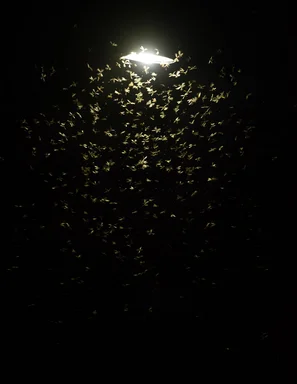 Hunderte Insekten umschwärmen nachts eine einzelne helle Lampe | © Andermatt Biogarten