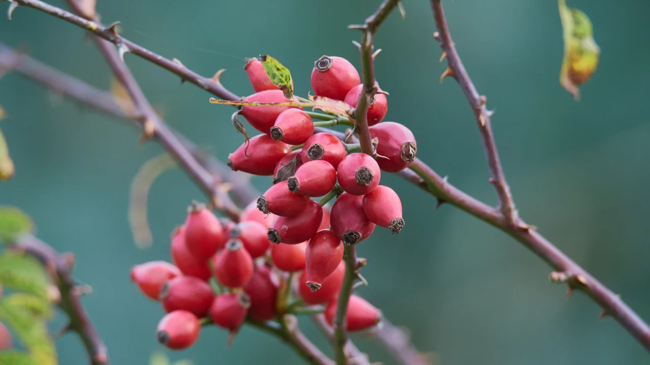 Phänologische Zeigerpflanze für den Früherbst- die Früchte von (Wild-)Rosen | © Andermatt Biogarten AG
