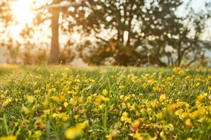 lotier corniculé - anémone des bois - alternatives possibles pour les pelouses