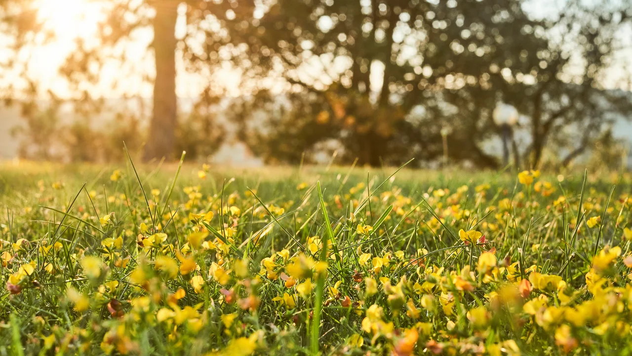 hornklee - buschwindröschen - mögliche Rasenalternativen