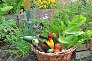 Bunte Gartenernte im Korb aus dem Selbstversorgergarten | © Andermatt Biogarten AG