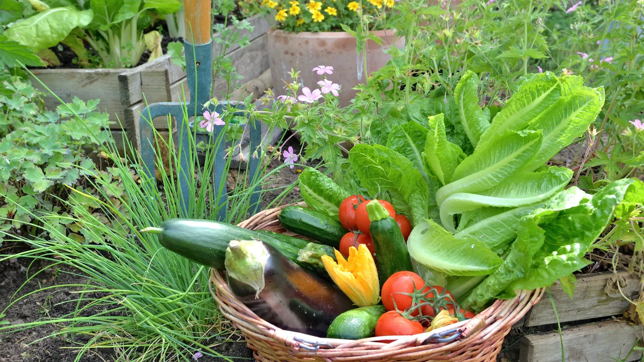 Bunte Gartenernte im Korb aus dem Selbstversorgergarten | © Andermatt Biogarten AG