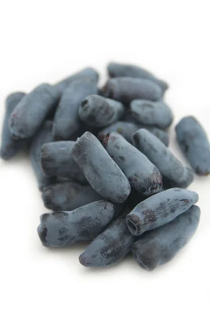 Geerntete reife Beeren der sibirischen Blaubeere | © Andermatt Biogarten AG