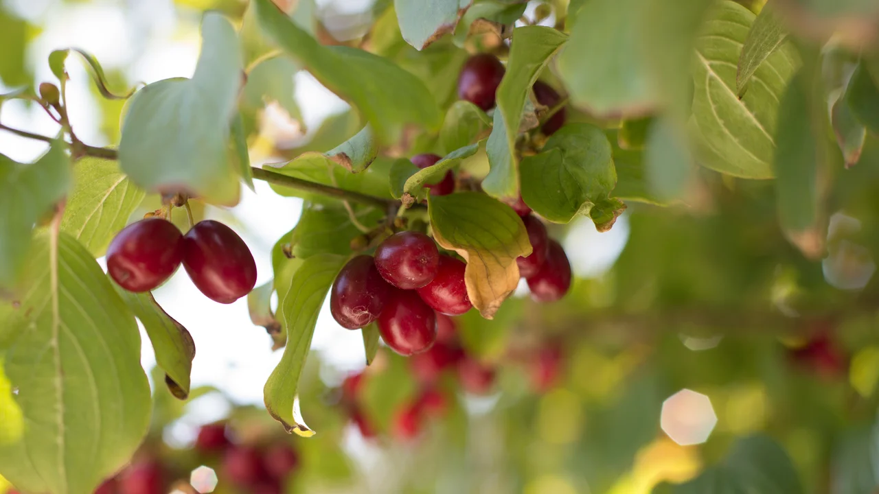 Le cormier est très précieux pour la biodiversité - mais aussi une découverte pour les plaisirs culinaires
