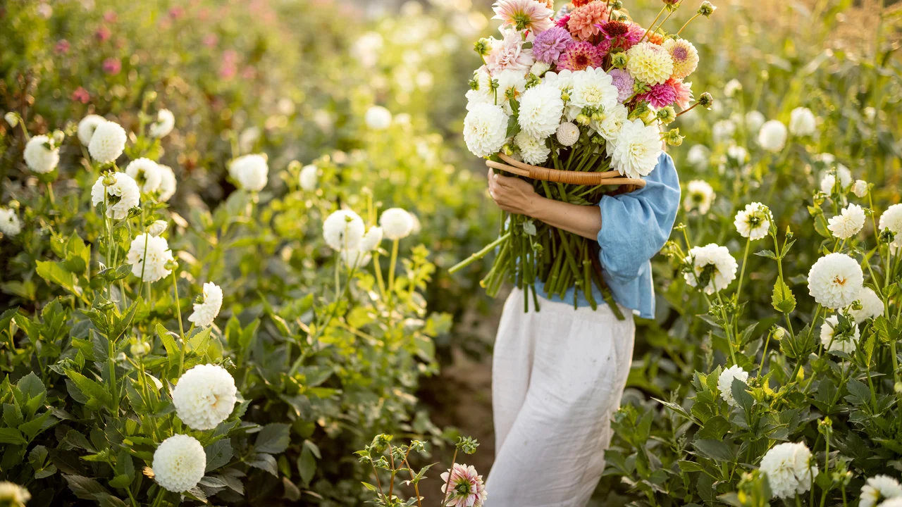 Les dahlias existent dans de nombreuses couleurs, formes de fleurs et de feuilles - mais ils ont une chose en commun : ils décorent chaque jardin du début de l'été jusqu'aux premières gelées.