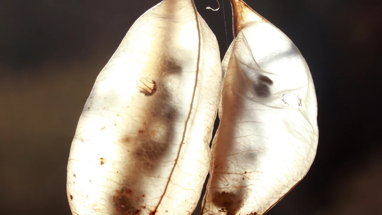 Les fruits creux du baguenaudier servent de nurserie aux papillons.