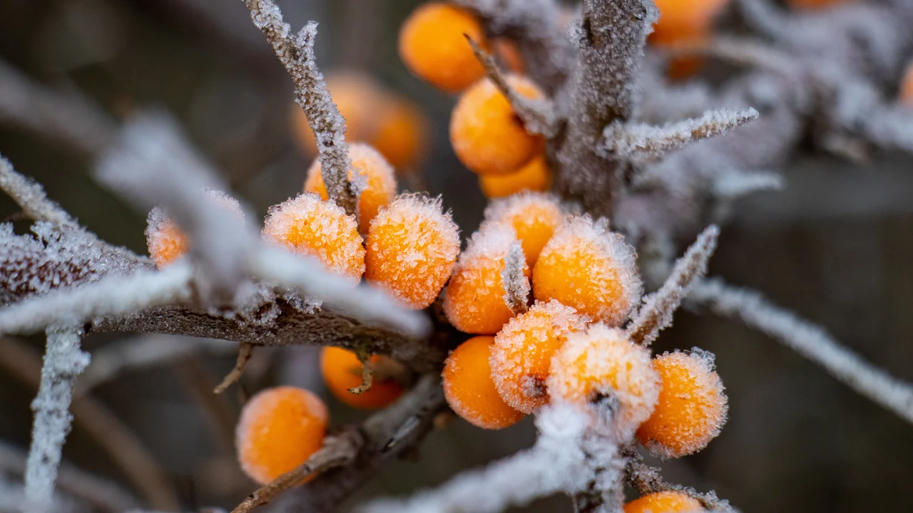 Wildobst Sanddorn im Winter - Pflanze des Monats Oktober 2025 | © Andermatt Biogarten AG