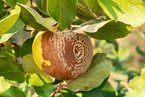 Pflanzenkrankheiten - Pflanzenschutz gegen Monilia an Obstbäumen