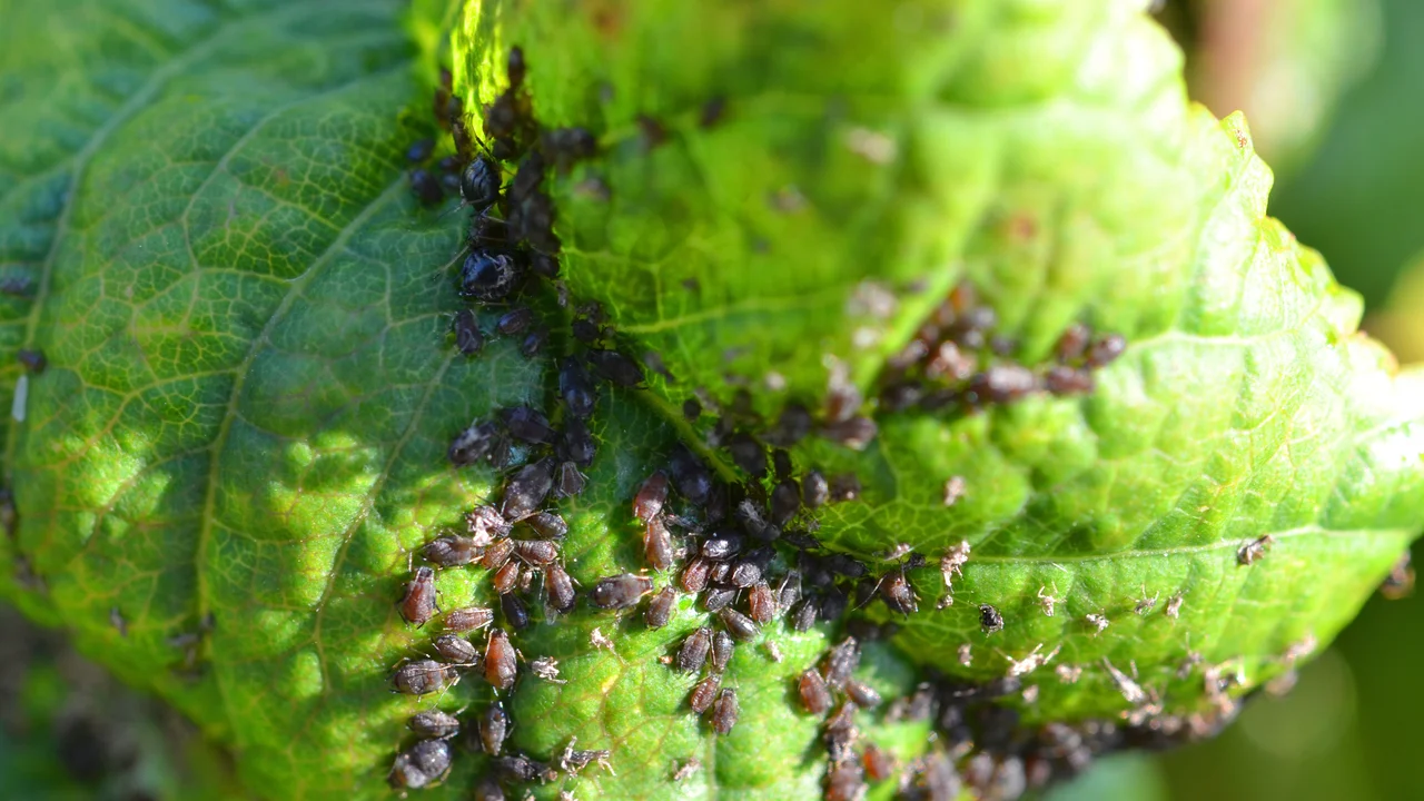 Schadbild Blattläuse - Schädlinge an Pflanzen