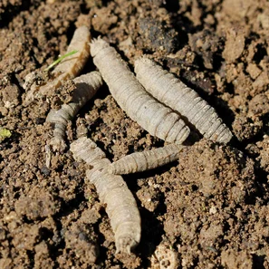 Produktbild zu «Carponem®» | © Andermatt Biogarten AG