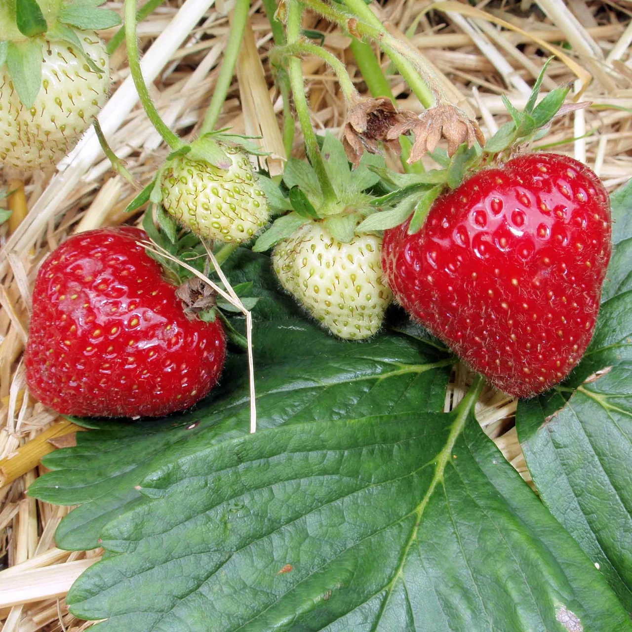 Produktbild zu «Erdbeere Immi 11»