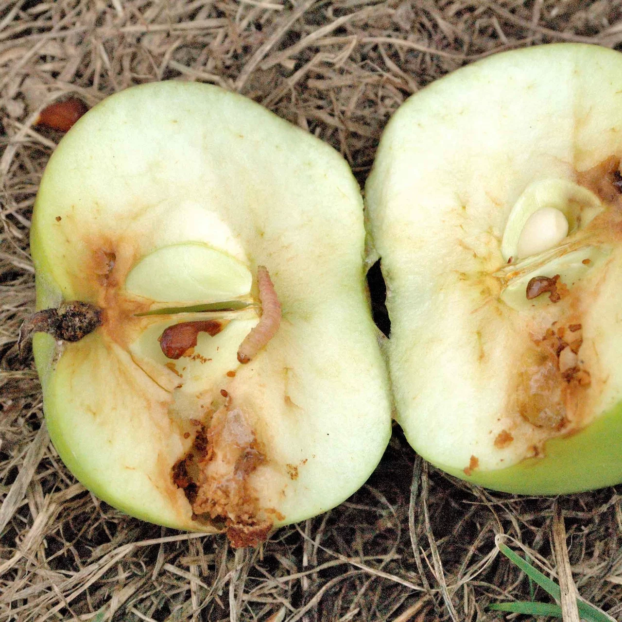 Produktbild zu «Madex® 4 - Gegen Obstmaden» | © Andermatt Biogarten AG
