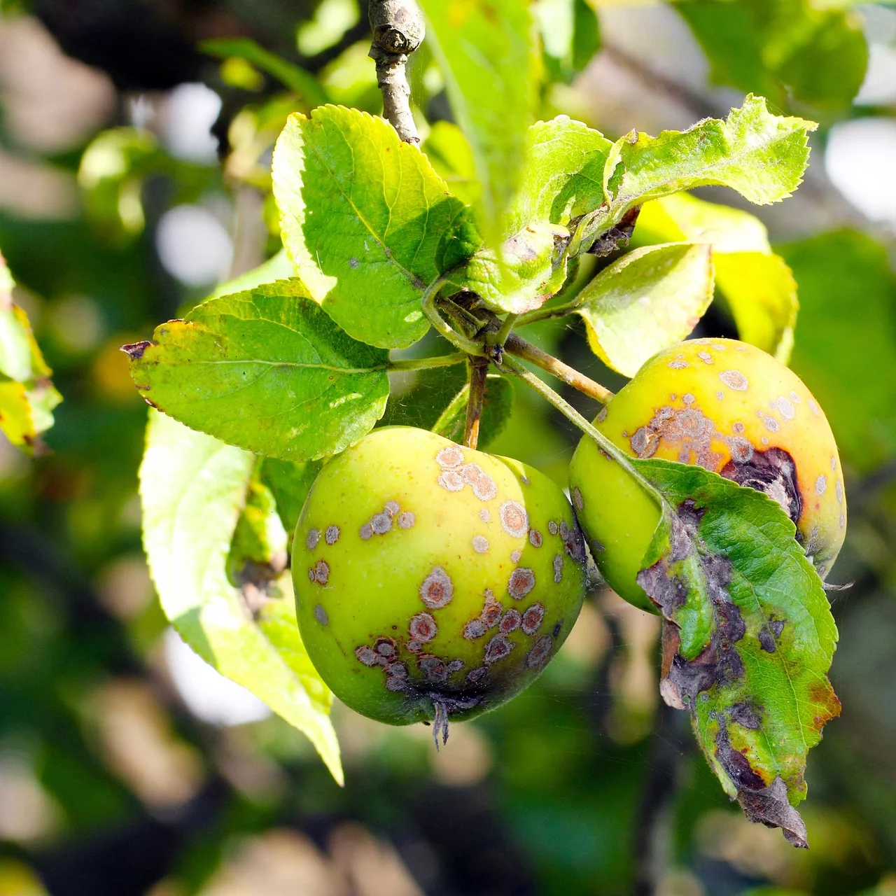 Image du produit pour «MycoSan-S contre les maladies fongiques et les acariens» | © Andermatt Biogarten AG
