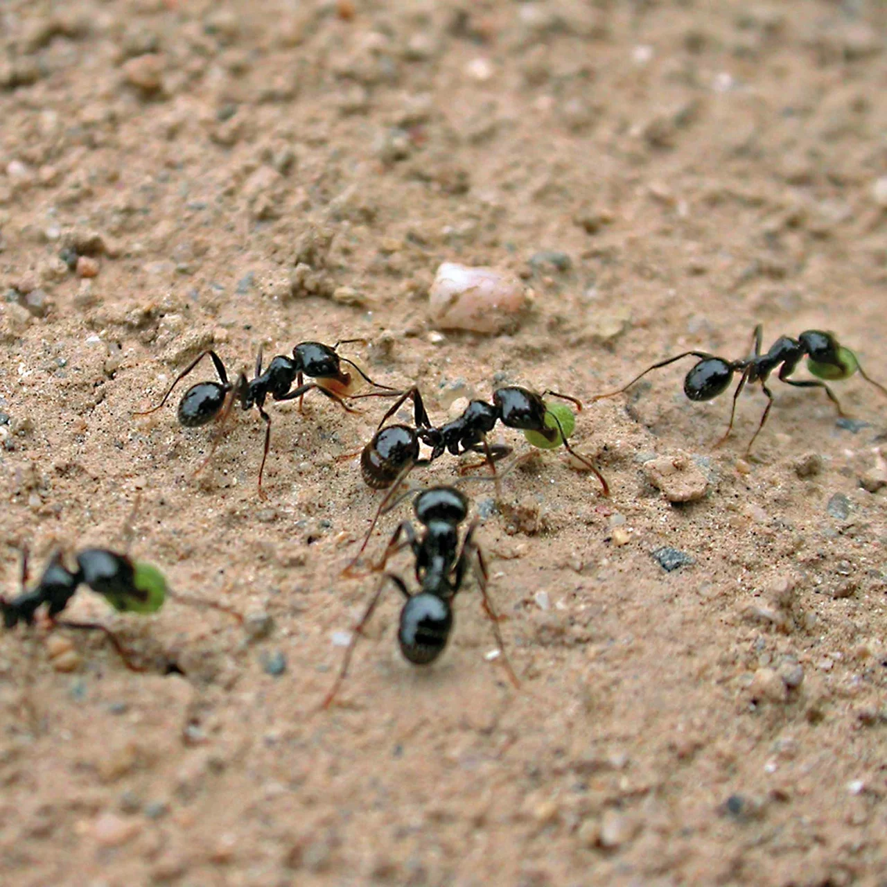 Image du produit pour «InsectoSec Spray» | © Biofa GmbH