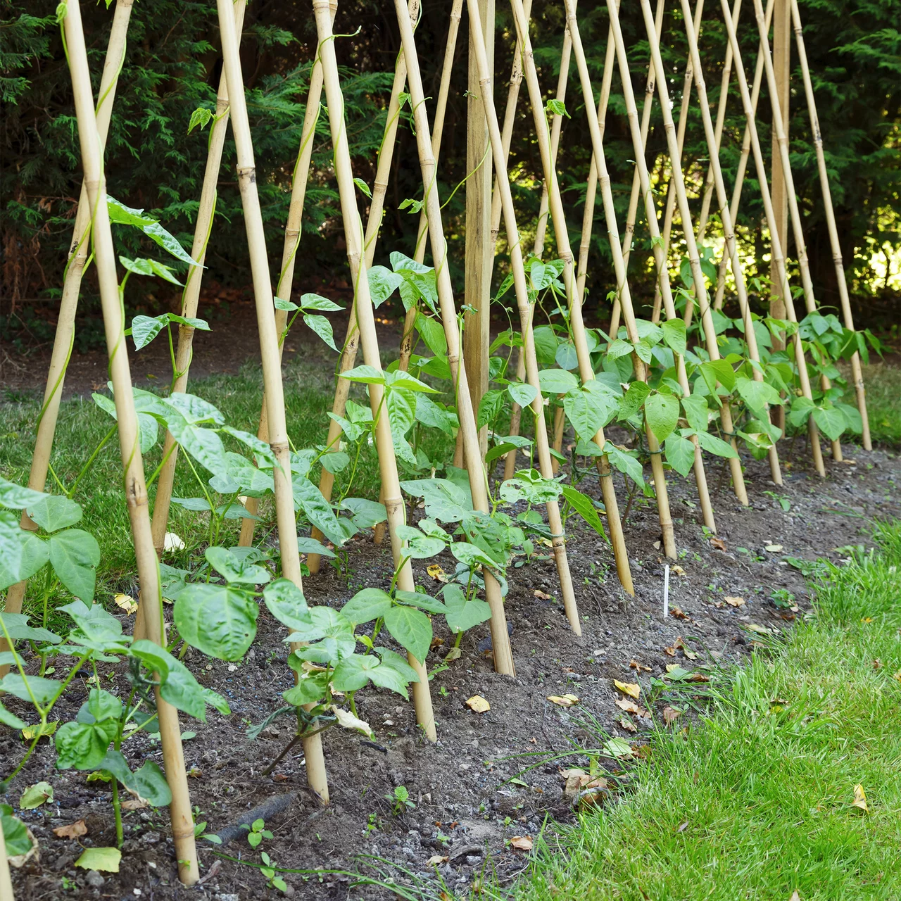 Produktbild zu «Bambusstäbe» | © Andermatt Biogarten AG