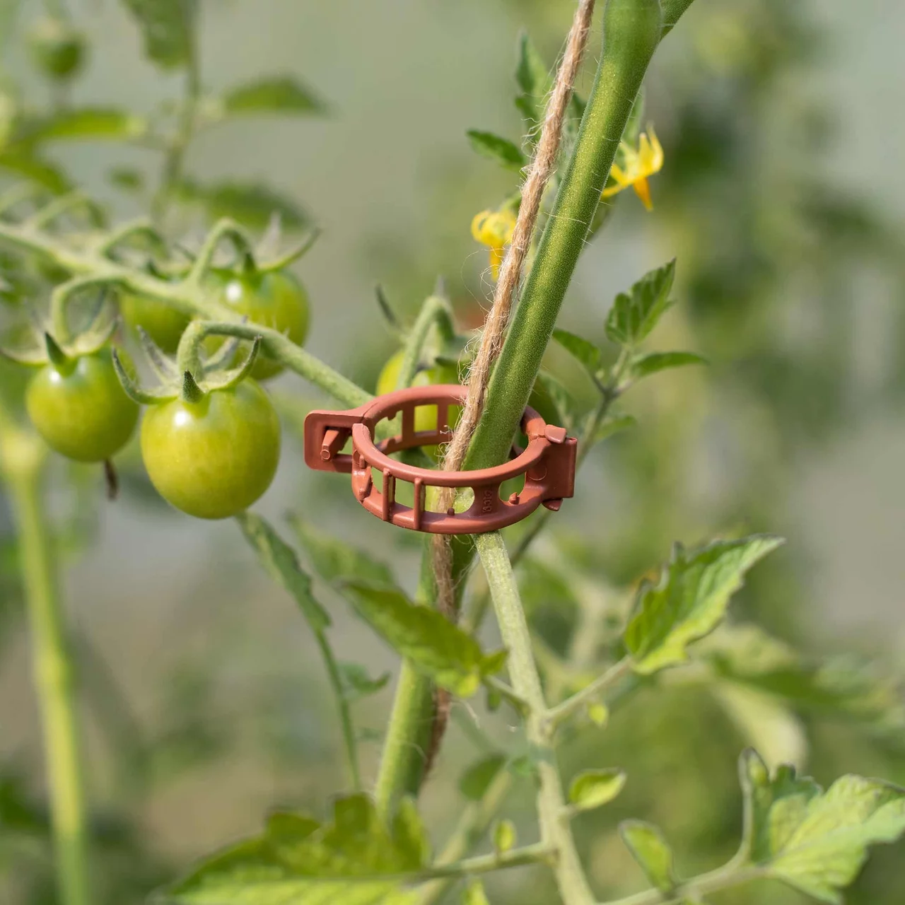 Produktbild zu «Spezial Aufbinde Clips» | © Andermatt Biogarten AG