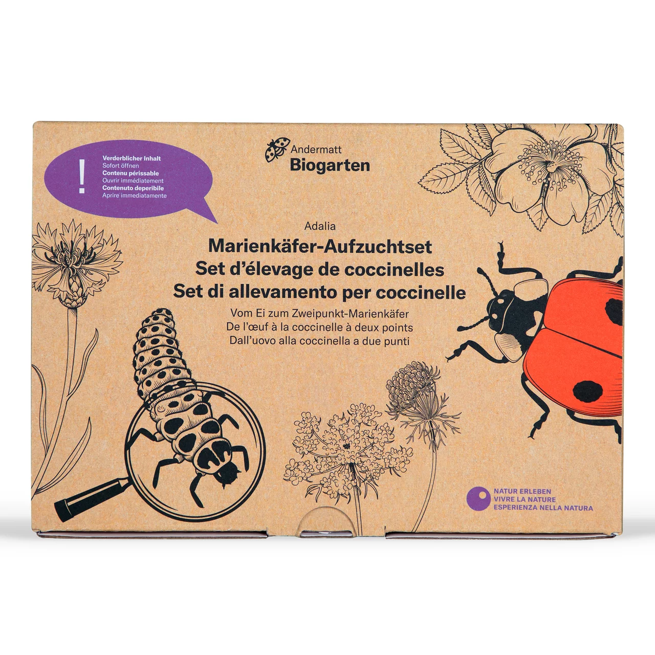 Produktbild zu «Marienkäfer-Aufzuchtset»