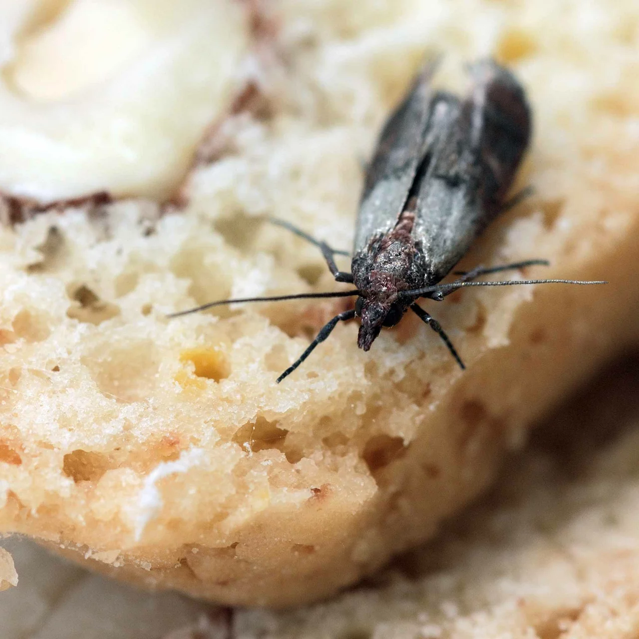 Produktbild zu «Tricho-Schlupfwespen gegen Lebensmittelmotten»